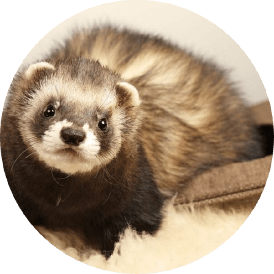 Vapi's Profile Picture